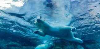 Bitcoin (BTC) korrigiert um 4% von Höchstständen, während Nasdaq und S&P 500 zurückgehen. bitcoin-btc-korrigiert-um-4-von-hchststnden-whrend-nasdaq-und-sp-500-zurckgehen