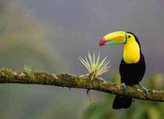 Bitcoin ETF (BTF) bald in Costa Rica verfügbar bitcoin-etf-btf-bald-in-costa-rica-verfgbar