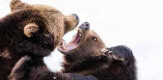 Bitcoin Nachrichten: BTC Bären zielen auf 200-Tage-Durchschnitt ab, während makroökonomische Bedenken Trumps krypto-bezogene Maßnahmen überschatten. bitcoin-nachrichten-btc-bren-zielen-auf-200-tage-durchschnitt-ab-whrend-makrokonomische-bedenken-trumps-krypto-bezogene-manahmen-berschatten