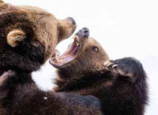 Bitcoin Nachrichten: BTC Bären zielen auf 200-Tage-Durchschnitt ab, während makroökonomische Bedenken Trumps krypto-bezogene Maßnahmen überschatten. bitcoin-nachrichten-btc-bren-zielen-auf-200-tage-durchschnitt-ab-whrend-makrokonomische-bedenken-trumps-krypto-bezogene-manahmen-berschatten