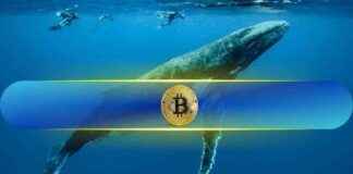 Bitcoin Preisziel von $90,000, da BTC-Wale sich auf Akkumulationsrausch begeben bitcoin-preisziel-von-90000-da-btc-wale-sich-auf-akkumulationsrausch-begeben