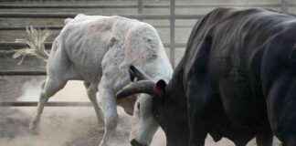 Krypto Nachrichten: Bitcoin springt auf $85K; Chainlink, Solana führen Krypto Gewinne an krypto-nachrichten-bitcoin-springt-auf-85k-chainlink-solana-fhren-krypto-gewinne-an