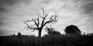 Krypto-Transaktion wird tödlich: Chinesischer Mann in südkoreanischem Luxushotel ermordet krypto-transaktion-wird-tdlich-chinesischer-mann-in-sdkoreanischem-luxushotel-ermordet