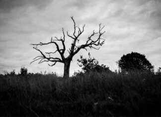 Krypto-Transaktion wird tödlich: Chinesischer Mann in südkoreanischem Luxushotel ermordet krypto-transaktion-wird-tdlich-chinesischer-mann-in-sdkoreanischem-luxushotel-ermordet