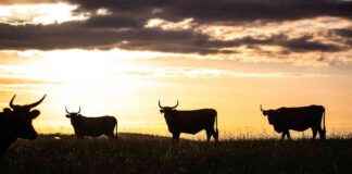 Krypto-Tagesbericht Amerikas: BTC Marktkapitalisierung übersteigt 2,2 Billionen Dollar mit Derivaten und Sentiment-Signalen. krypto-tagesbericht-amerikas-btc-marktkapitalisierung-bersteigt-22-billionen-dollar-mit-derivaten-und-sentiment-signalen