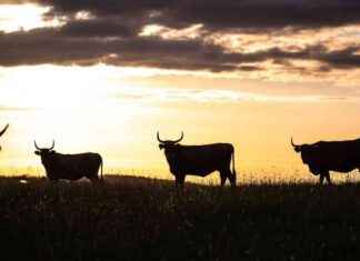 Krypto-Tagesbericht Amerikas: BTC Marktkapitalisierung übersteigt 2,2 Billionen Dollar mit Derivaten und Sentiment-Signalen. krypto-tagesbericht-amerikas-btc-marktkapitalisierung-bersteigt-22-billionen-dollar-mit-derivaten-und-sentiment-signalen