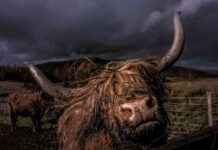 KULR erhöht Bitcoin-Schatz auf 800 BTC kulr-erhht-bitcoin-schatz-auf-800-btc