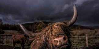 KULR erhöht Bitcoin-Schatz auf 800 BTC kulr-erhht-bitcoin-schatz-auf-800-btc